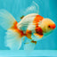 A Grade Kohaku Red White Oranda Male 6 inches #101626OR_11