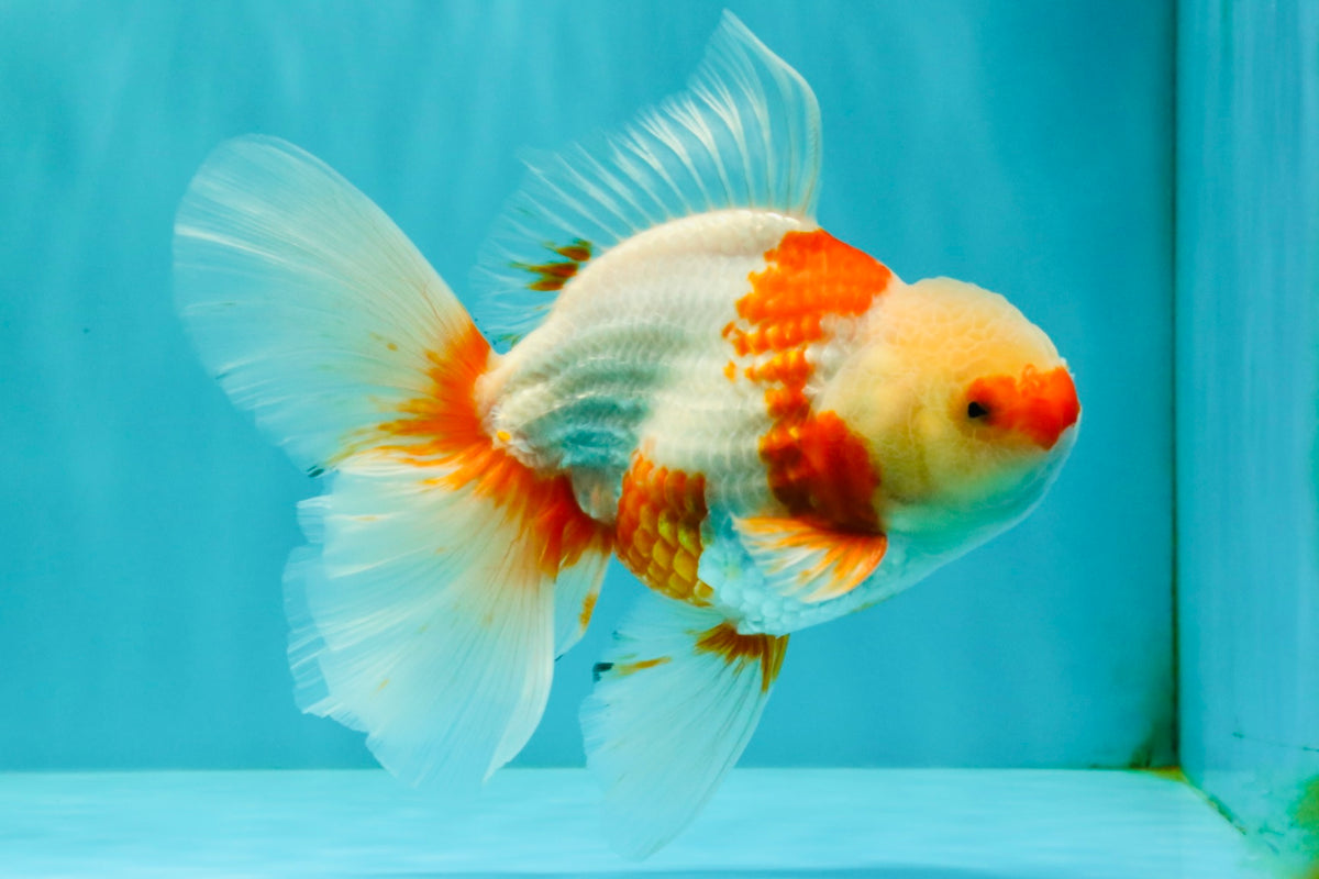 A Grade Kohaku Red White Oranda Male 6 inches #101626OR_11