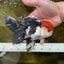 AAA Grade Tricolor Oranda Male 6 inches #052325_12