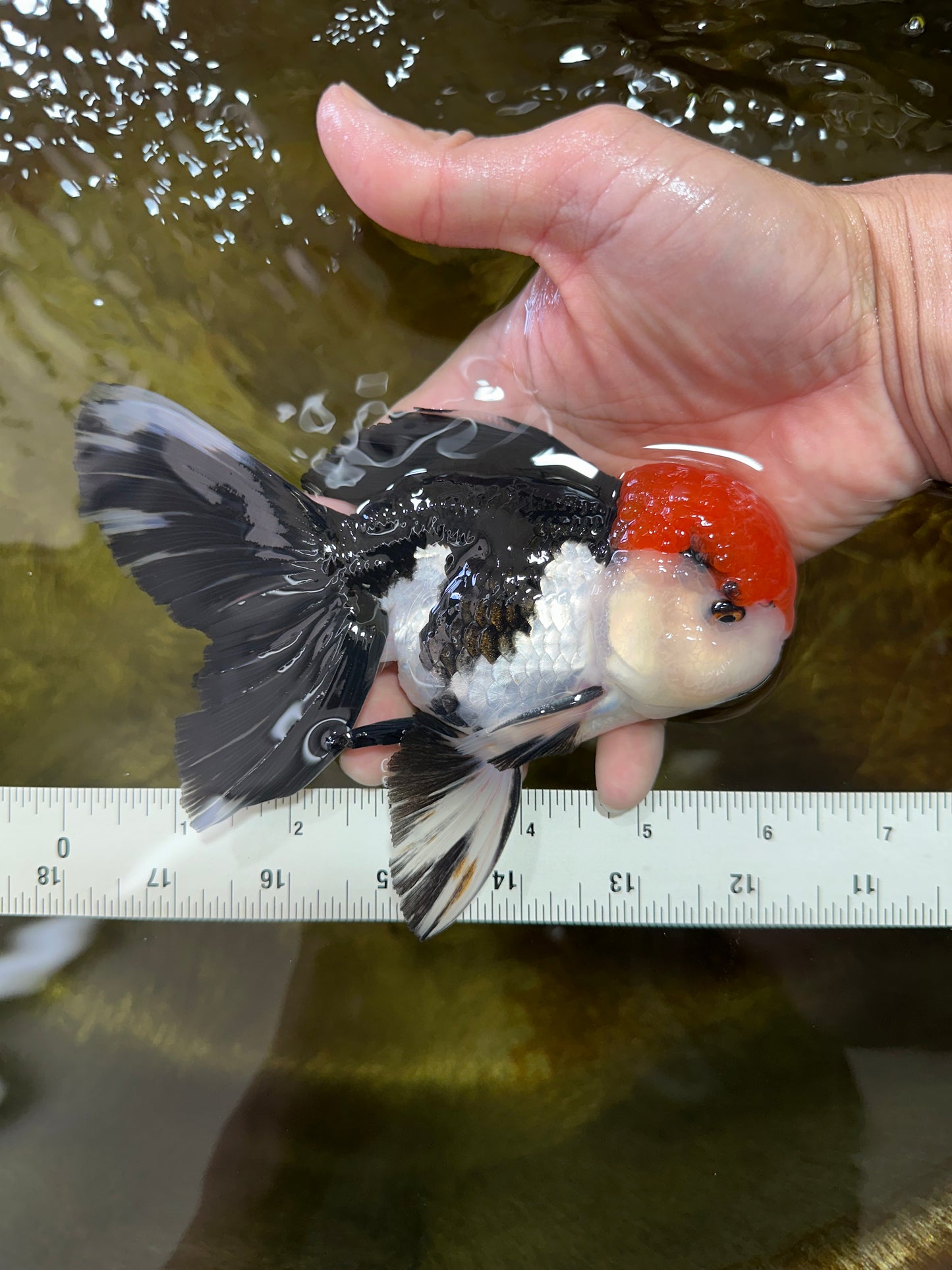 AAA Grade Tricolor Oranda Male 6 inches #052325_12