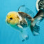 Panda Button Eyes Oranda Male 4.5 inches #0920OR_20