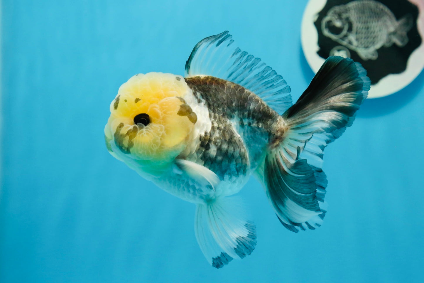 Panda Oranda macho con ojos de botón de 4,5 pulgadas #0920OR_20