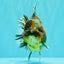 A Grade Kirin Yuanbao Male 5.5 inches #100926YB_02