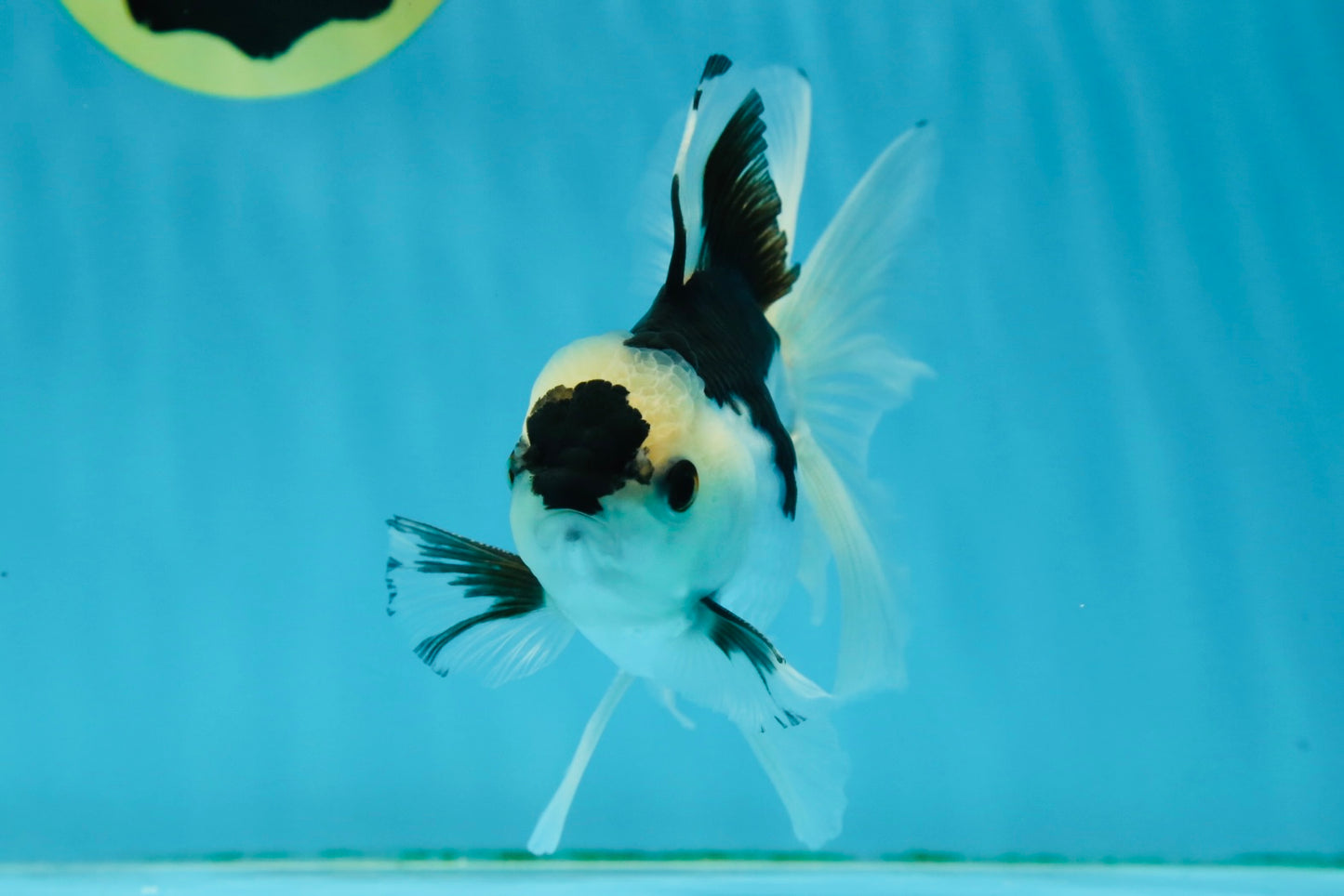 A Grade Panda Button Eyes Oranda Male 5 inches #010325OR_11