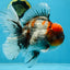 A Grade Calico Kirin Oranda Male 6-6.5 inches #121925OR_12