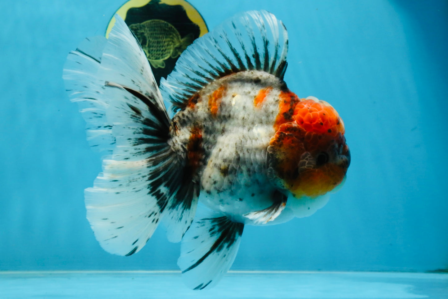 A Grade Calico Kirin Oranda Male 6-6.5 inches #121925OR_12