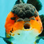 SUPER CUTE AAA Grade Tricolor Yuanbao Female 5 inches #062626YB_16