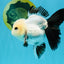 SPECIAL Panda Button Eyes Oranda Male 5 inches #041026OR_11