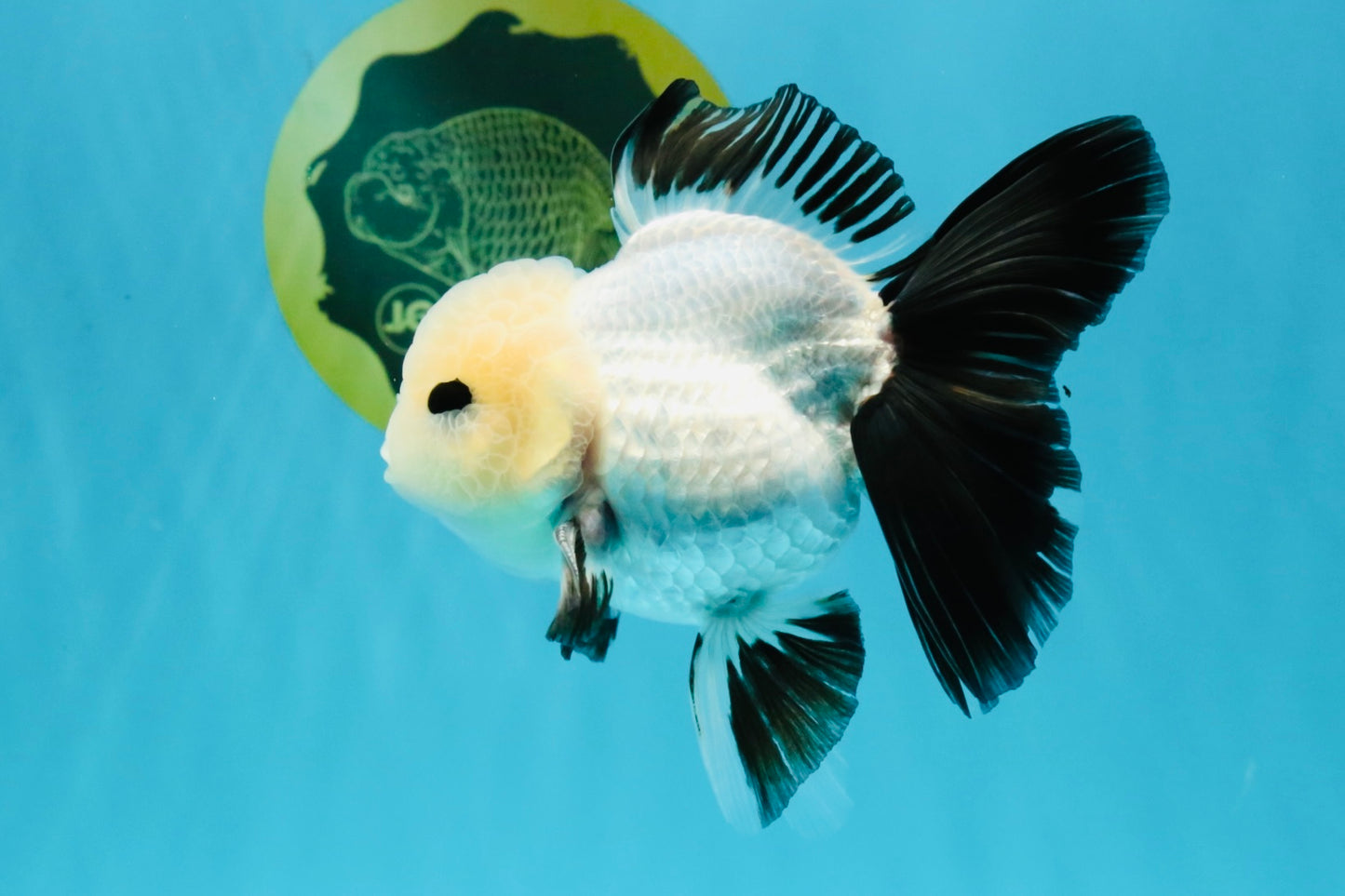 SPECIAL Panda Button Eyes Oranda Male 5 inches #041026OR_11