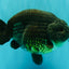 UNIQUE Black Blue Ranchu Male 5.5 inches #100226RC_24