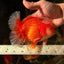 CHONKY AAA Grade Jade Head Red White Oranda Male 6 inches #030626OR_18