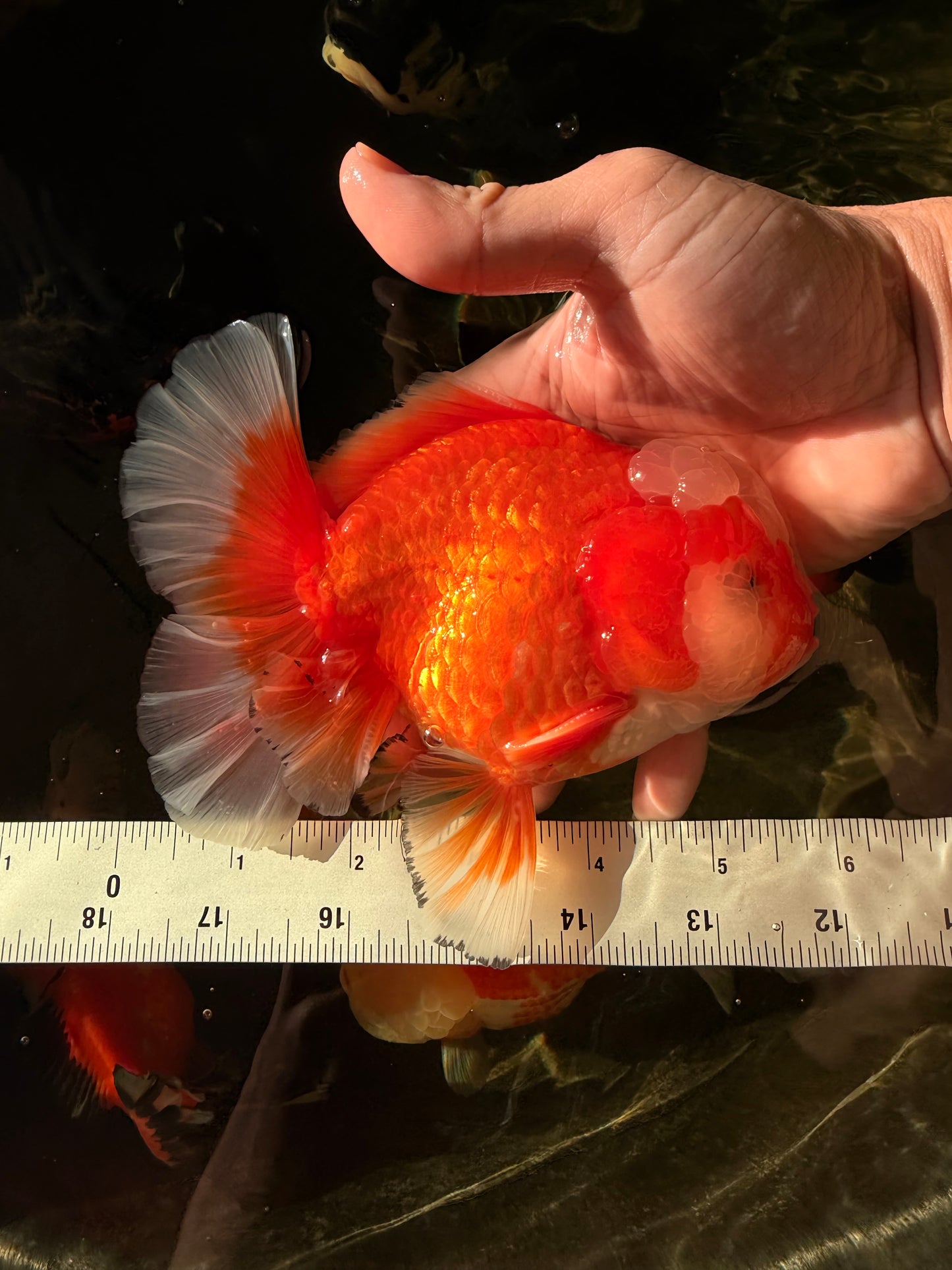 CHONKY AAA Grade Jade Head Red White Oranda Male 6 inches #030626OR_18