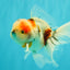 UNIQUE Calico Oranda Male 5 inches #091826OR_07