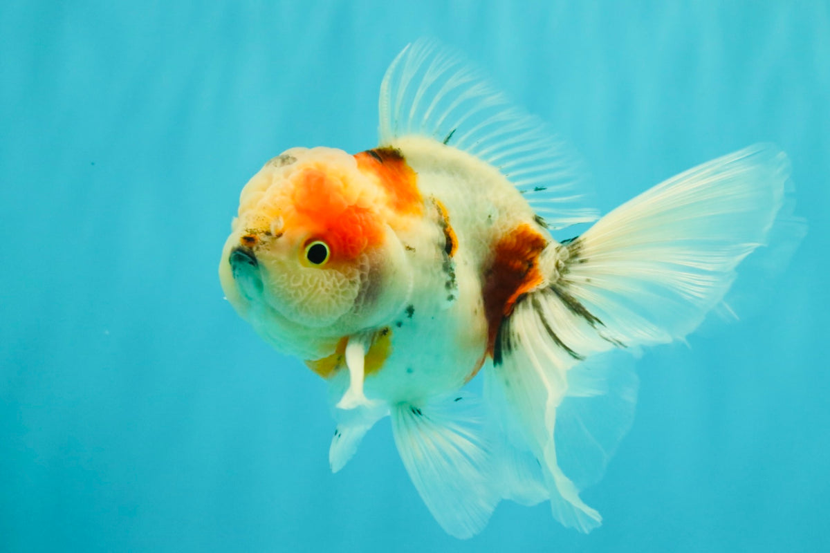 UNIQUE Calico Oranda Male 5 inches #091826OR_07