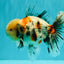 AAA Grade Marble Oranda Male 6-6.5 inches #071026OR_37