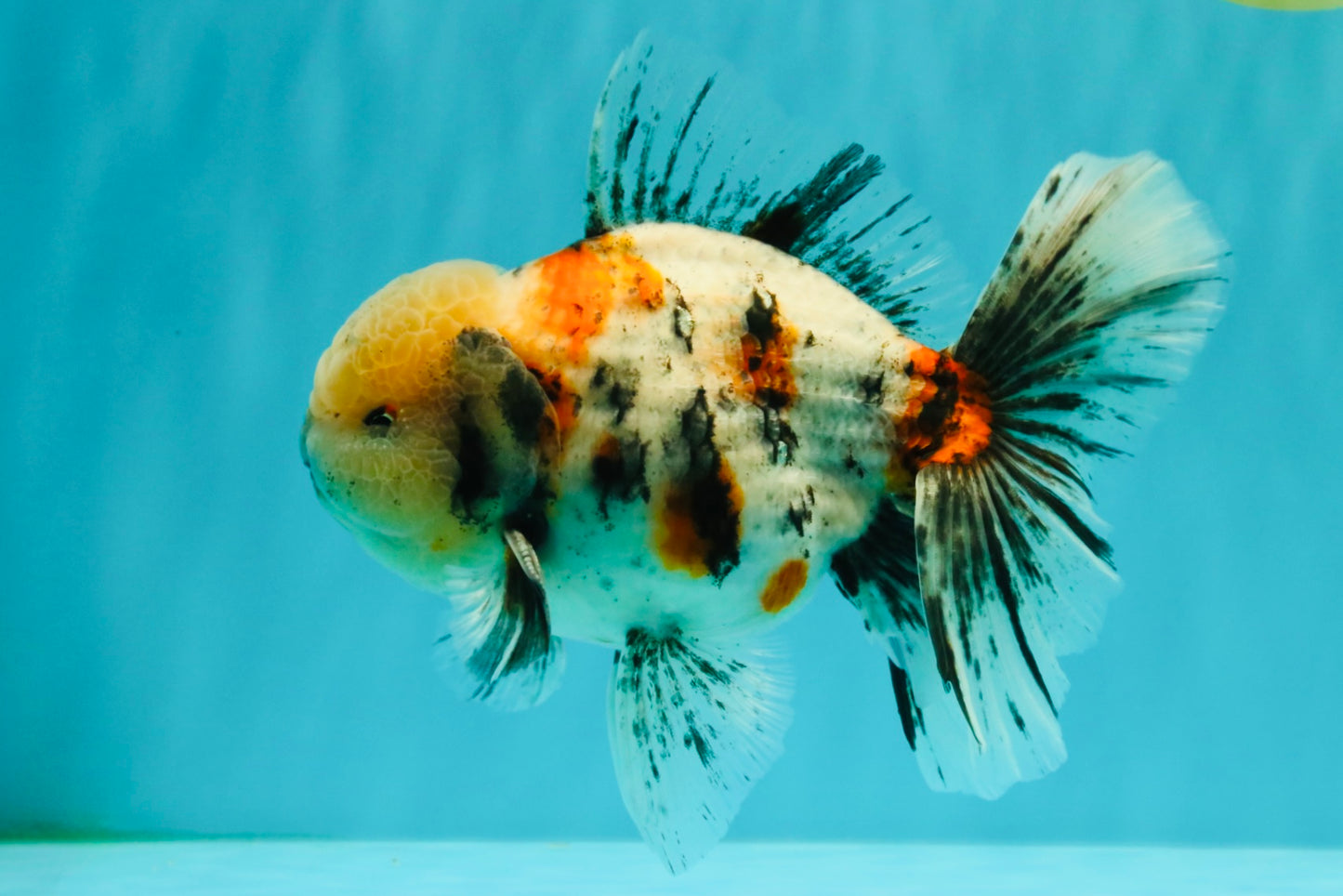 AAA Grade Marble Oranda Male 6-6.5 inches #071026OR_37