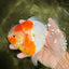 A Grade Kohaku Sakura Yuanbao Female 5-5.5 inches #101626YB_42