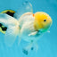 A Grade Snow White Oranda Female 5 inches #042525OR_03