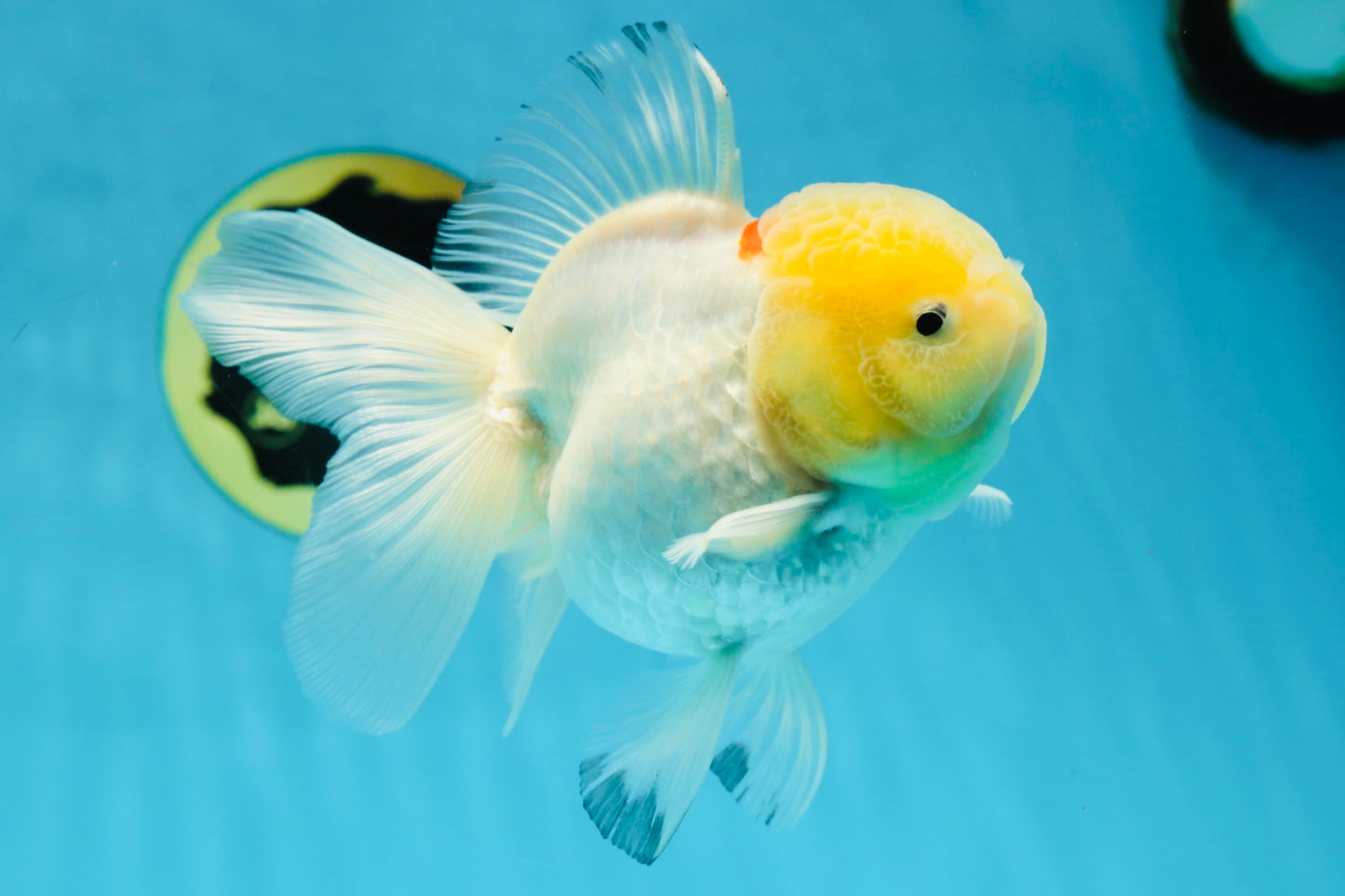 A Grade Snow White Oranda Female 5 inches #042525OR_03