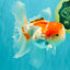 Red White Oranda Male 5 inches #101626OR_05