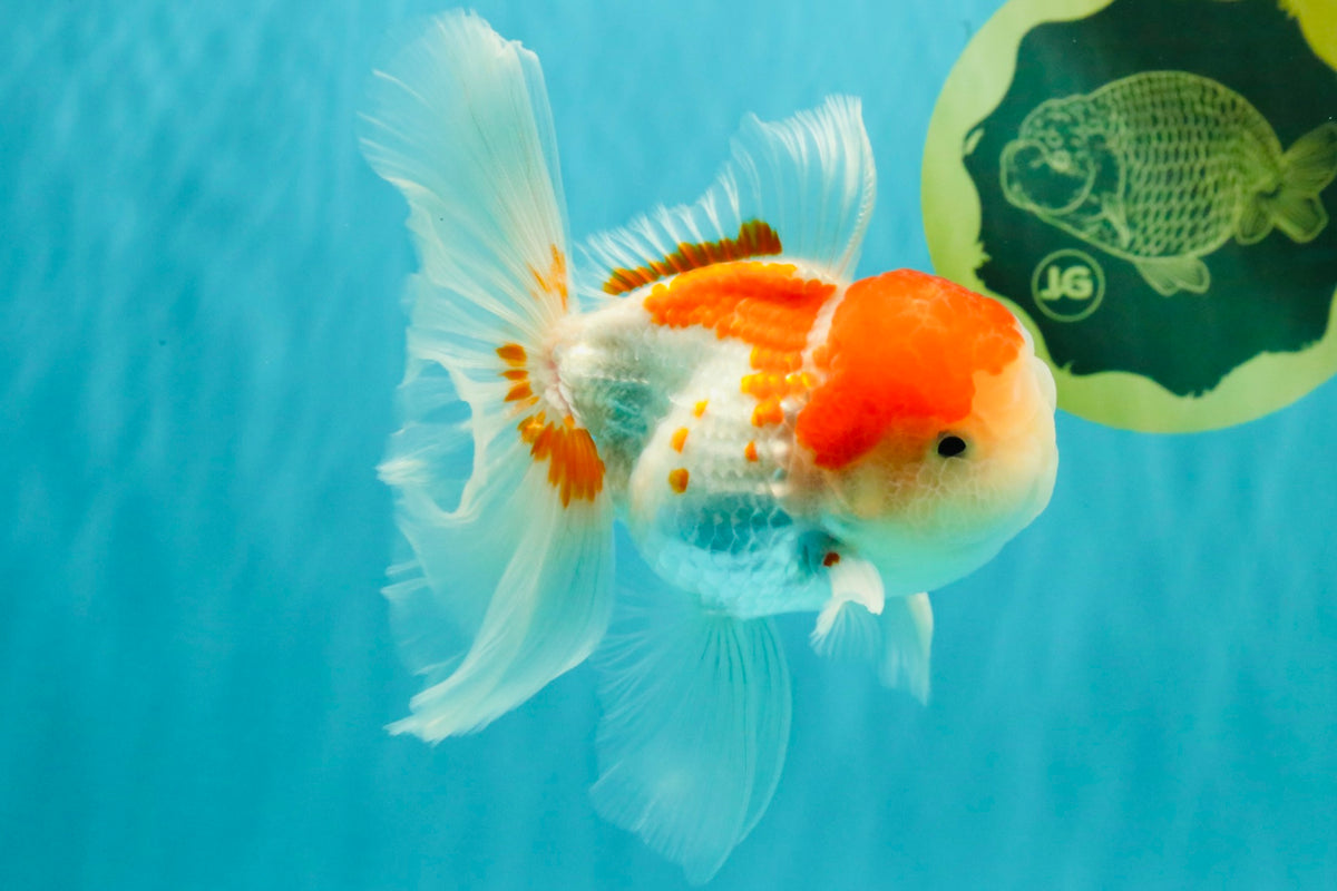Red White Oranda Male 5 inches #101626OR_05