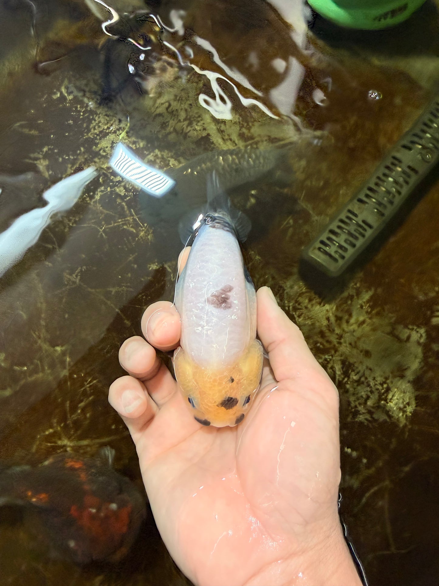 A Grade Chinese Cow Ranchu Male 4.5-5 inches #110725RC_13