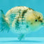 SUPER CUTE AAA Grade Egg White Tiger LionQueen 4-4.5 inches #071726LC_08