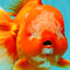 BIG WEN AAA Grade Red White Oranda Male 7.5-8 inches #070326OR_03