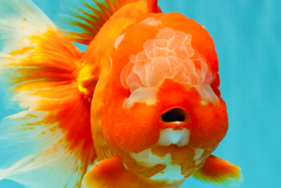BIG WEN AAA Grade Red White Oranda Male 7.5-8 inches #070326OR_03