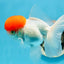 AAA Grade Tomato Head Oranda Female 4.5 inches #0825OR_03