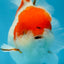 A Grade BIG WEN Kohaku Sakura Oranda Female 6-6.5 inches #091225OR_15