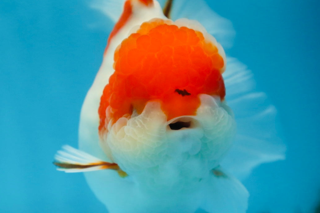 A Grade BIG WEN Kohaku Sakura Oranda Female 6-6.5 inches #091225OR_15