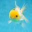 A Grade Lemonhead Oranda Male 5-5.5 inches #091925OR_03