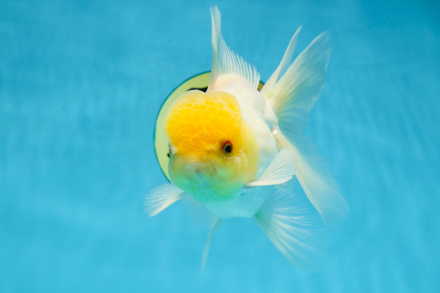 A Grade Lemonhead Oranda Male 5-5.5 inches #091925OR_03