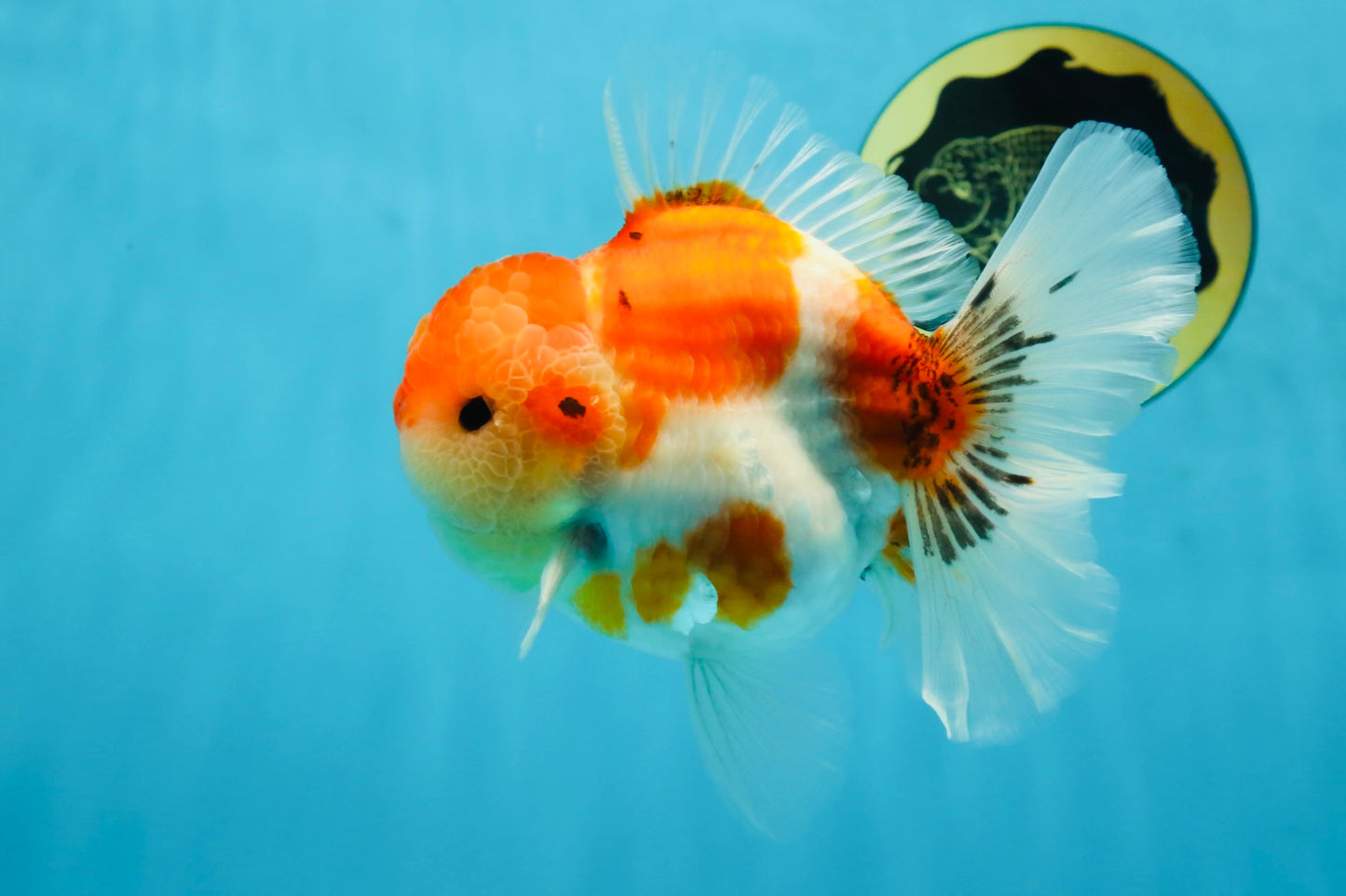 AAA Grade Godzilla Sakura Button Eyes Oranda Male 5-5.5 inches #052325_10