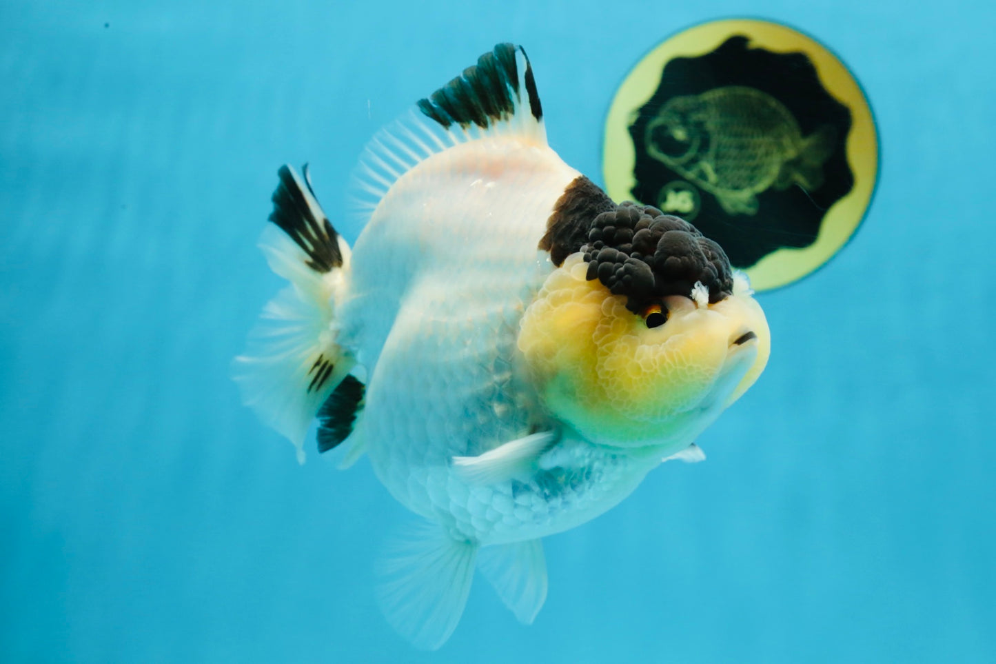 AAA Grade Panda Yuanbao Female 5.5-6 inches #101025YB_23