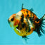 AAA Grade Calico Tiger Yuanbao Male 4.5-5 inches #062626YB_17