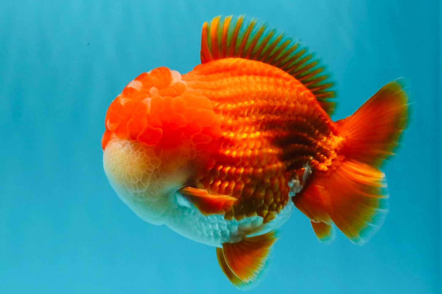 SUPER CUTE AAA Grade Godzilla Red White Yuanbao Male 5.5 inches #030626YB_09