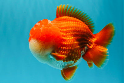 SUPER CUTE AAA Grade Godzilla Red White Yuanbao Male 5.5 inches #030626YB_09