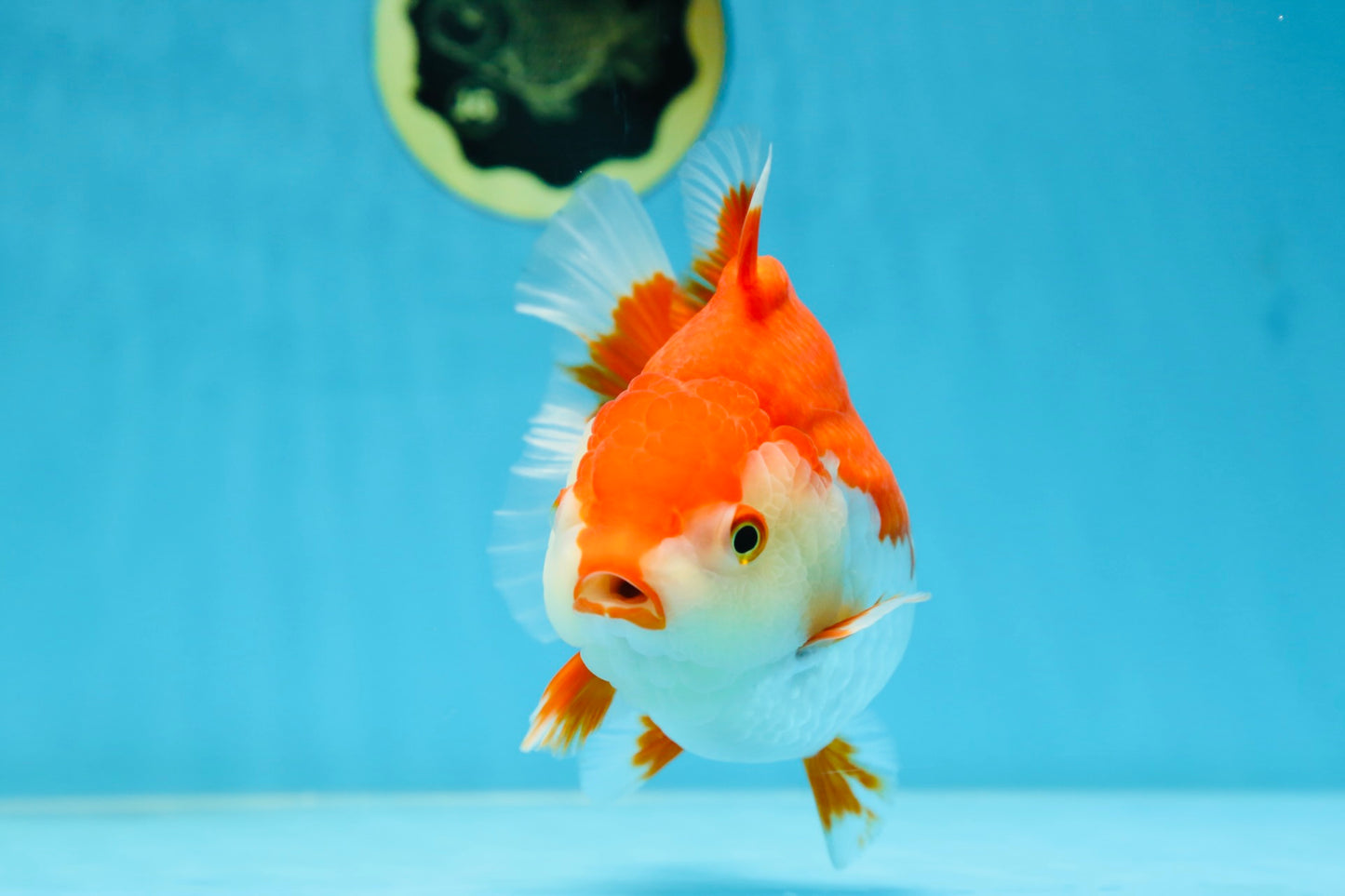 A Grade Red White Yuanbao 5.5 inches #080825YB_27