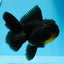 Hembra Apache Oranda de grado AAA de 5 pulgadas n.° 0913OR_18