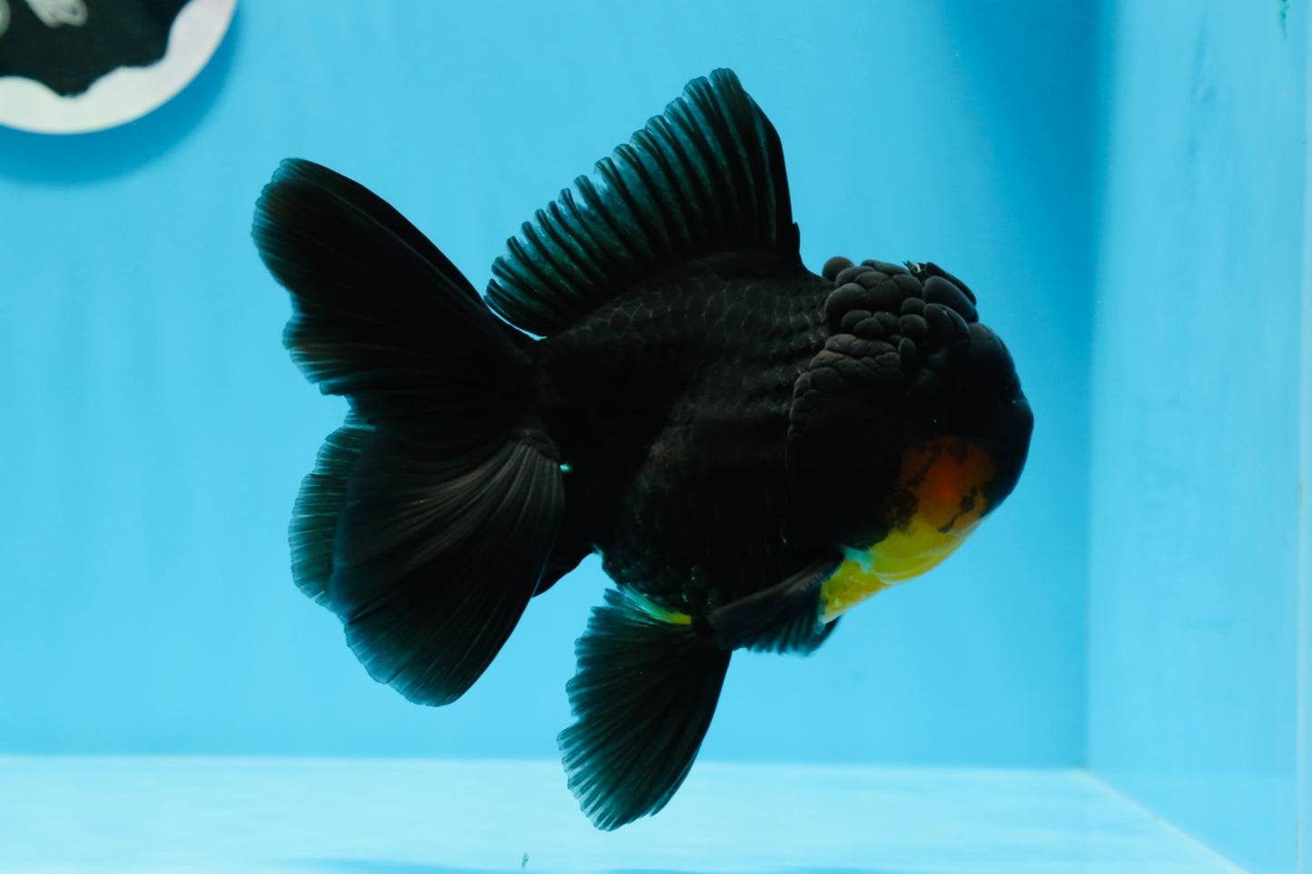 Femelle Apache Oranda de qualité AAA 5 pouces #0913OR_18