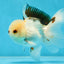 A Grade Tricolor Oranda Male 4.5-5 inches #051625OR_26