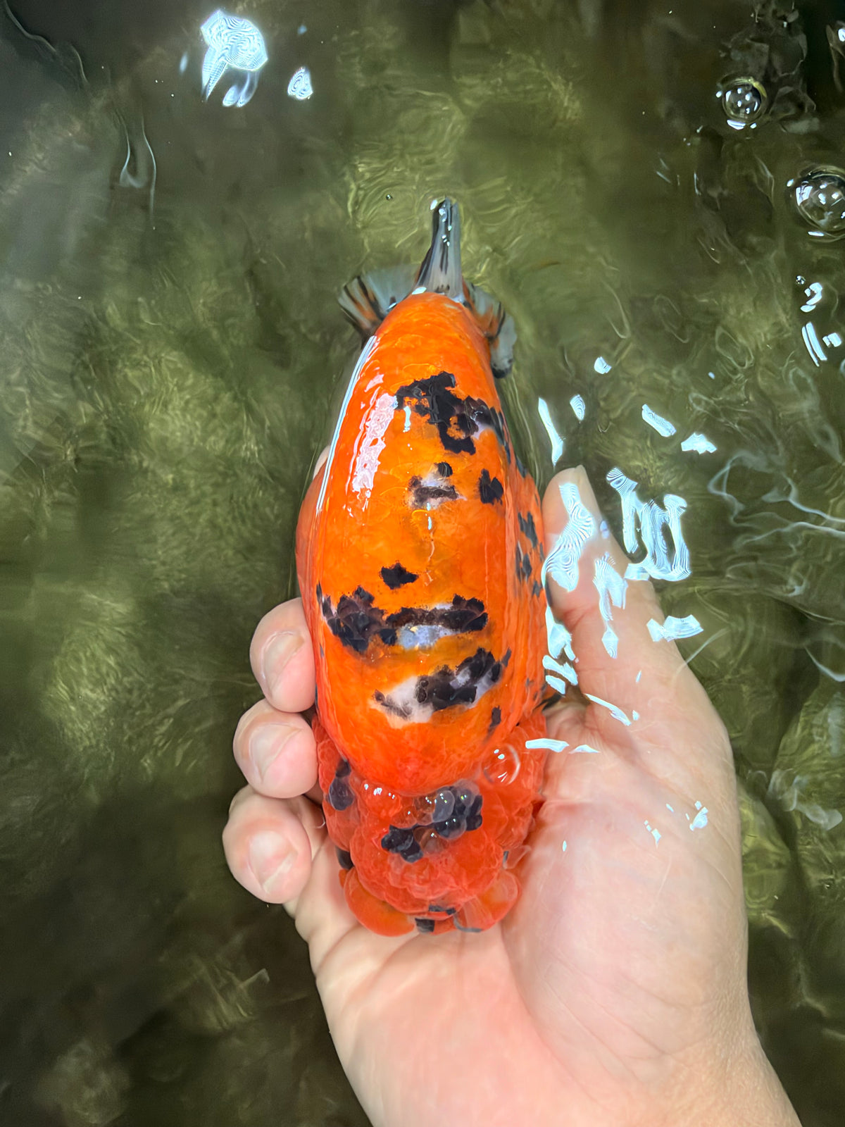 A Grade Tricolor Tiger Ranchu Male 5.5 inches #102326RC_05