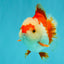 SUPER CUTE A Grade Red White Yuanbao Male 5-5.5 inches #041726YB_16