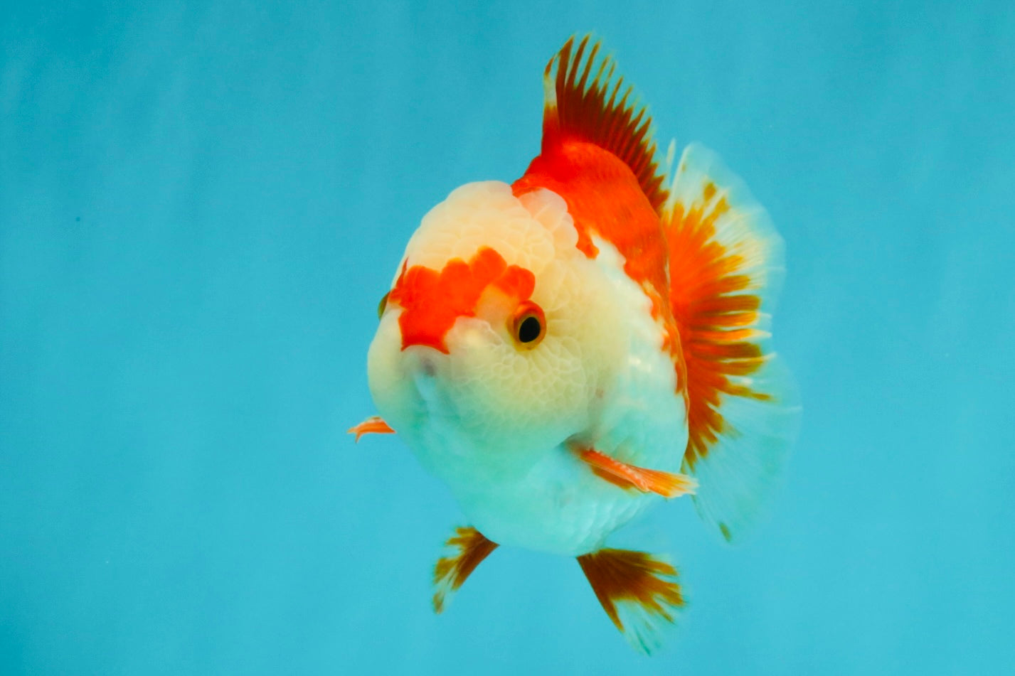SUPER CUTE A Grade Red White Yuanbao Male 5-5.5 inches #041726YB_16