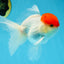 A Grade Super Cute Red Cap Oranda Male 4.5-5 inches #053025OR_22