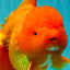 AAA Grade Super Jumbo Red White  Oranda Male 8-8.5 inches #062626OR_04
