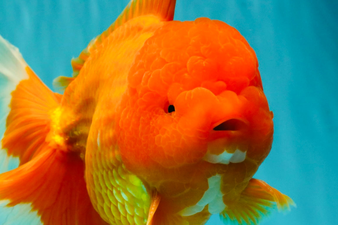 AAA Grade Super Jumbo Red White  Oranda Male 8-8.5 inches #062626OR_04