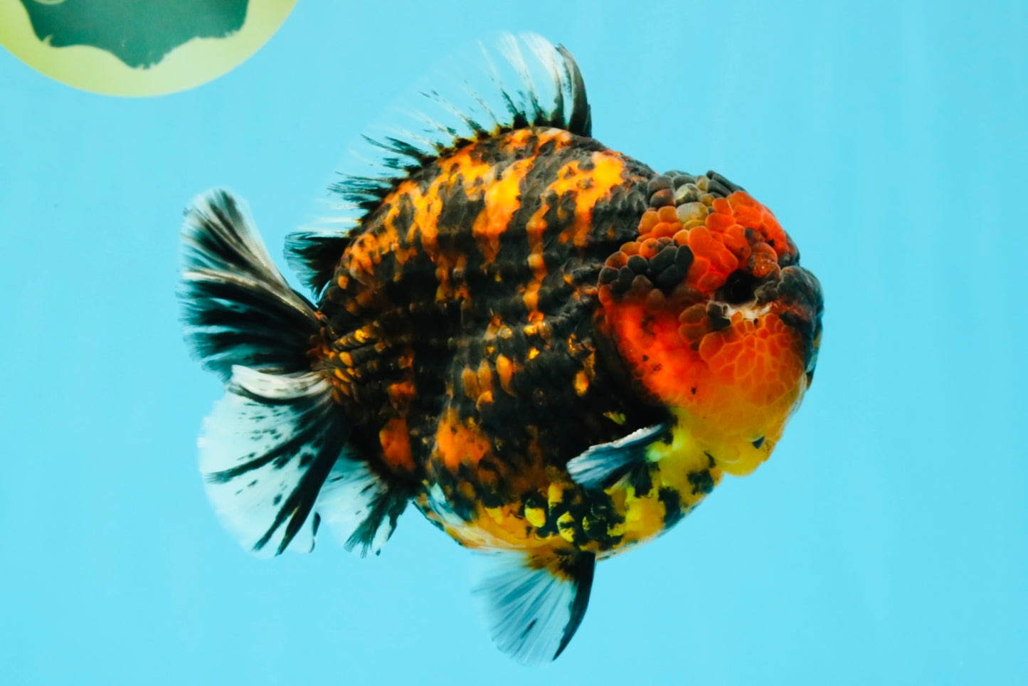 AAA Grade Godzilla Tiger Yuanbao Male 5.5-6 inches #032026YB_21